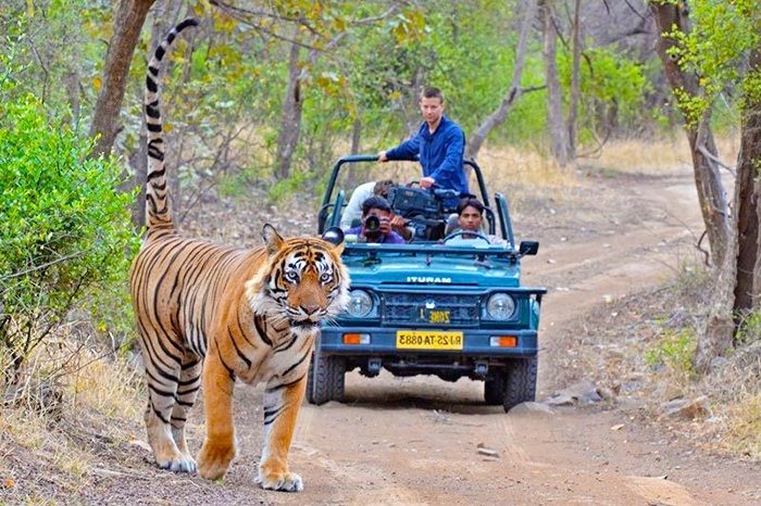 Golden Triangle Tour with Ranthambore